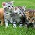 Saiba os cuidados essenciais para garantir uma vida saudável e feliz para os gatos