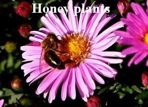 Honey plants