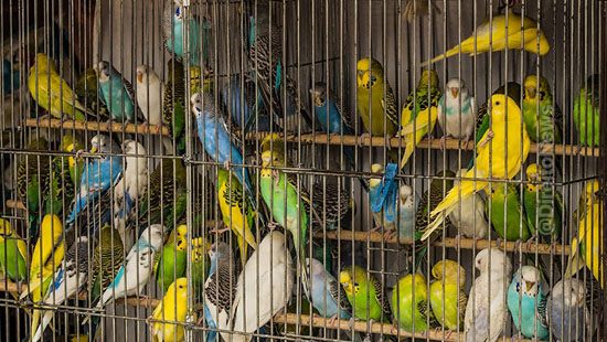 mantida condenacao homem 110 aves cativeiro