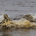 Gazelle is oblivious to crocodile about to drag it to its death while crossing a river