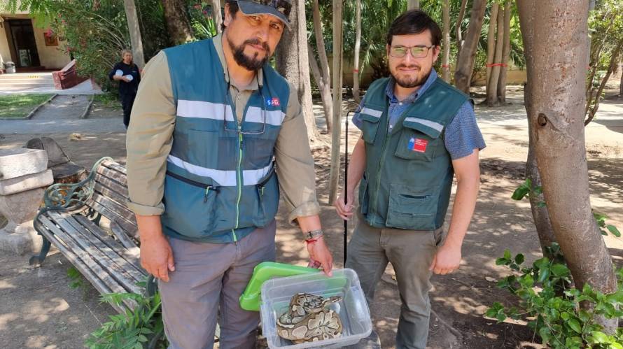 Familia se encontró con gran serpiente pitón al interior de su departamento en Macul, Chile