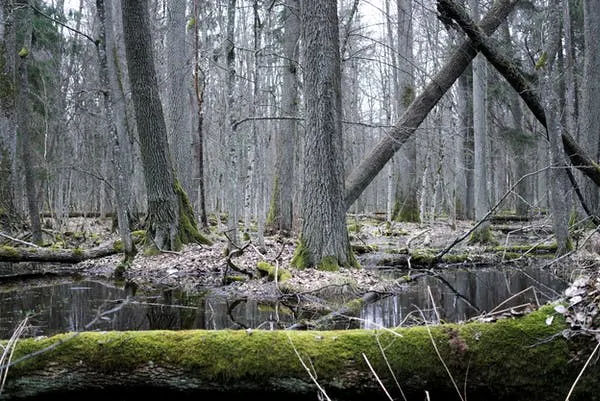 Białowieża Forest is rich in dead and decaying wood. Michał Żmihorski, Author provided