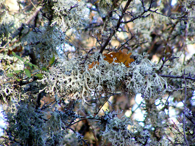 Oakmoss Evernia prunastri, Indre et Loire, France. Photo by Loire Valley Time Travel.