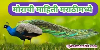 |peacock information in Marathi