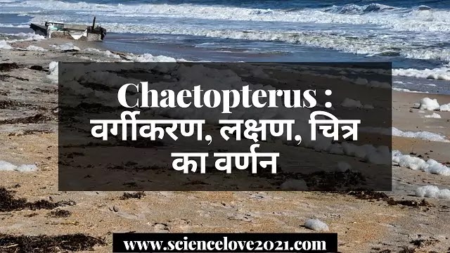 Chaetopterus : वर्गीकरण, लक्षण, चित्र का वर्णन|hindi