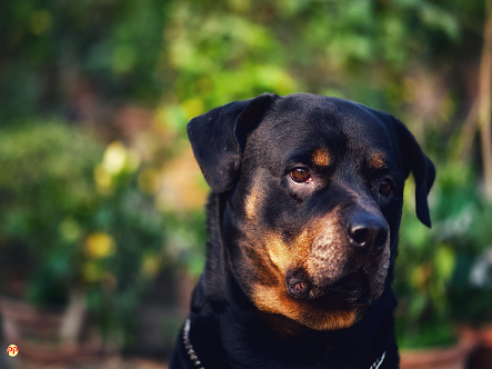 Harga Anjing Rottweiler (Puppy & Dewasa) Tahun 2023 dan Cara Memeliharanya