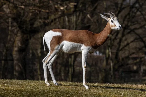 Extinta gazela mhorr é reintroduzida na natureza