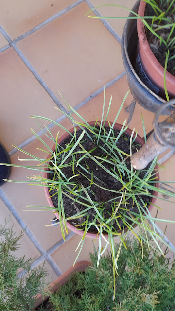 Humus de lombriz o vermicompost