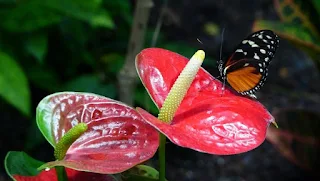 Biosphere and Living Things For Children