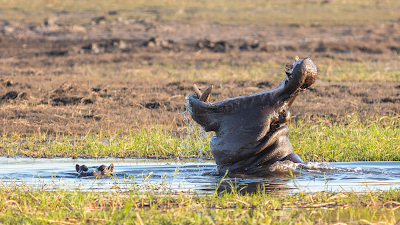 Biblical Dream Meaning of Hippopotamus