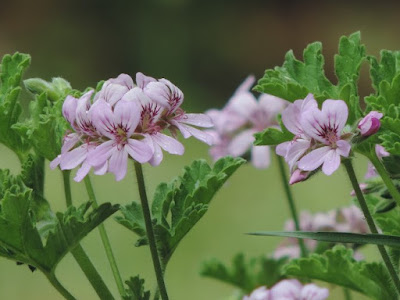 Geranium Berdaun Wangi