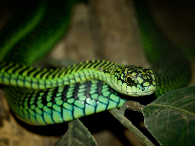 Biblical Meaning of Dreams about Snakes