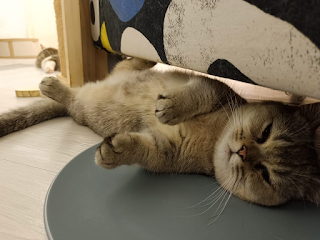 Memahami dan Membelai Kucing Anda