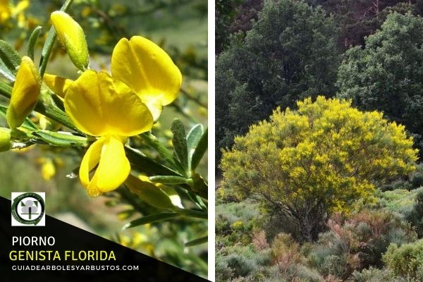 El Piorno, Genista florida, Estrato Arbustivo alcanza los 2 a 3 metros de altura.