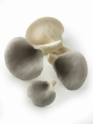 Grey oyster mushroom powder supply in Nashik