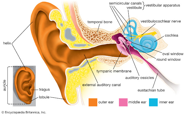 External Ear structure and  function