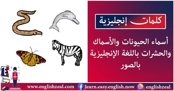 أسماء الحيونات والأسماك والحشرات باللغة الإنجليزية بالصور