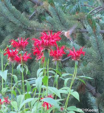 hummingbird on Monarda 2018