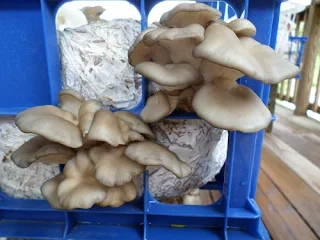 Mushroom seed supply