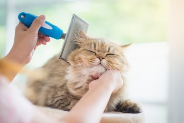 10 of the most important basics of caring for domestic cats