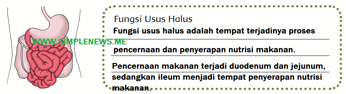 Fungsi usus halus www.simplenews.me