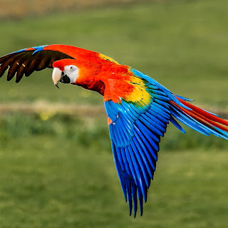 MACAW