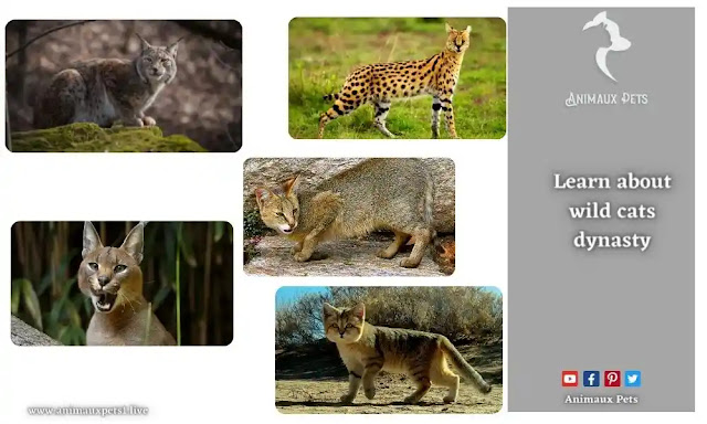 Learn about wild cats dynasty