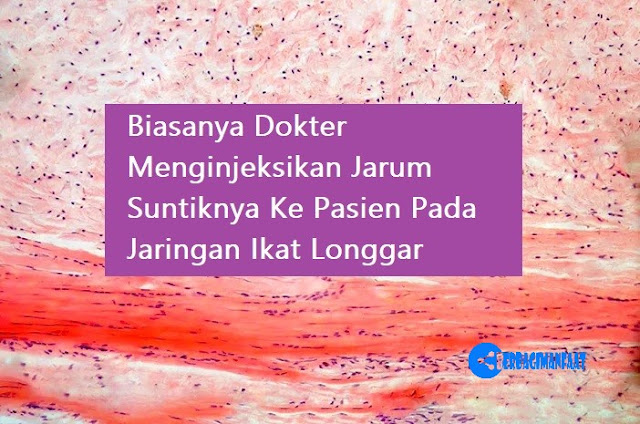 Biasanya Dokter Menginjeksikan Jarum Suntiknya Ke Pasien Pada Jaringan Ikat Longgar