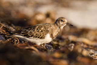 Wildlifefotografie Helgoland Düne Steinwälzer