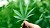 Cannabis light illegale: cosa dice il testo discusso in Conferenza Stato-Regioni 