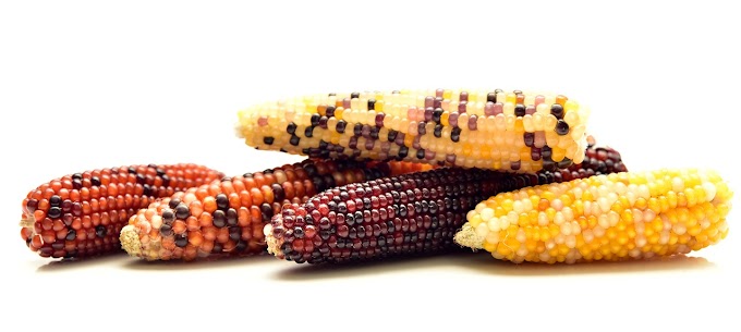 Is Corn Good For Weight Loss?