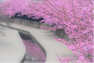 水路沿いの見事な桜並木