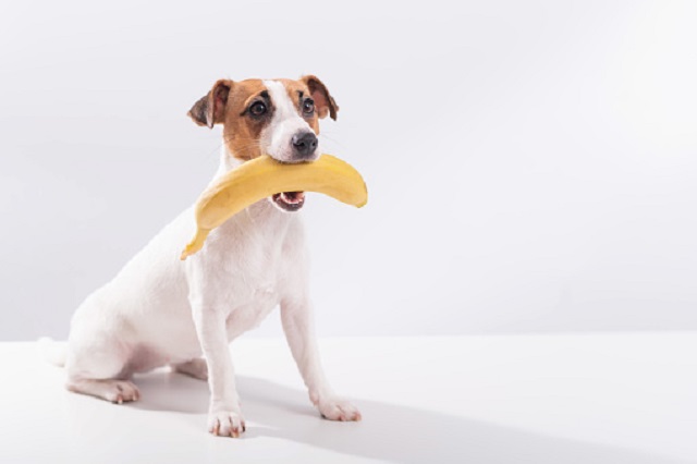 gambar anjing makan pisang