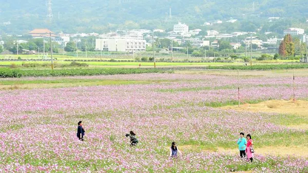 2022春遊彰化賞花海 全縣260公頃景觀花海迎新春