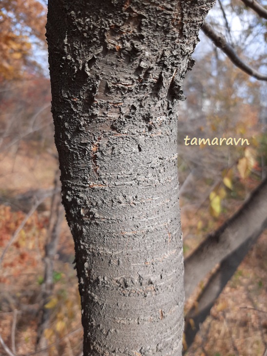 Вишня Максимовича (Cerasus maximowiczii, =Prunus maximowiczii)