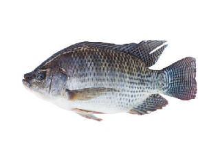 Tilapia fish