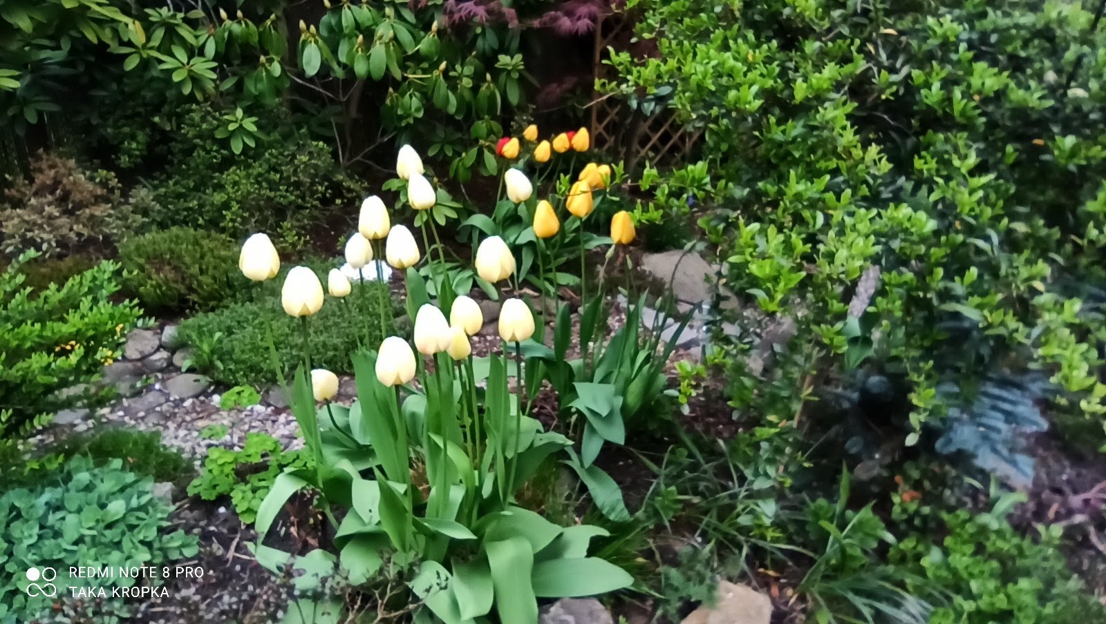 tulipany w ogrodzie - jak o nie dbać