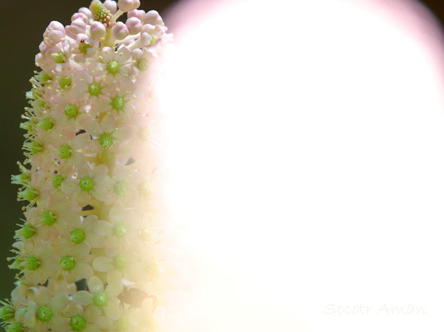 Phytolacca japonica