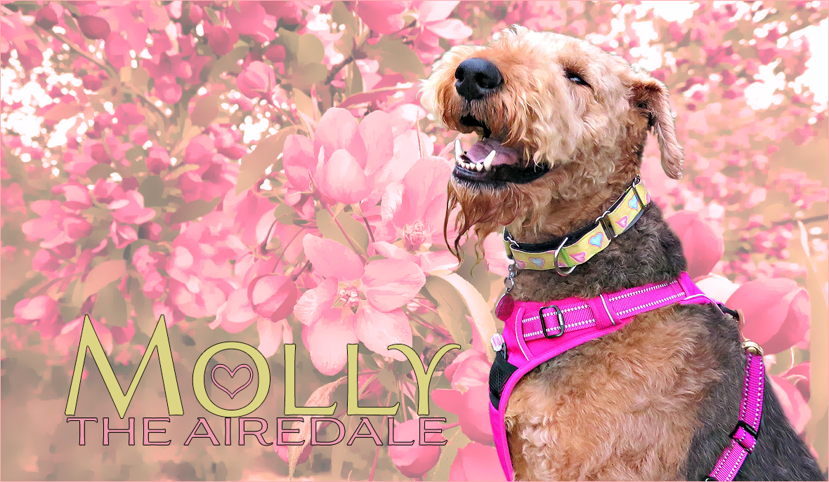 Molly the Airedale