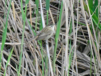 Pied flycatcher, Forapaglie
