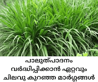 Less Expensive Ways to Produce More Milk - തീറ്റപ്പുൽ കൃഷി