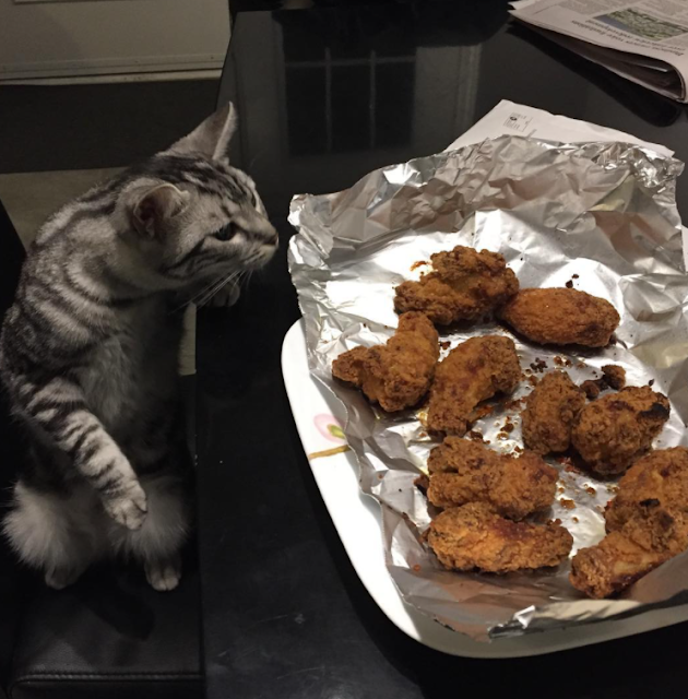 cat-chicken-nuggets