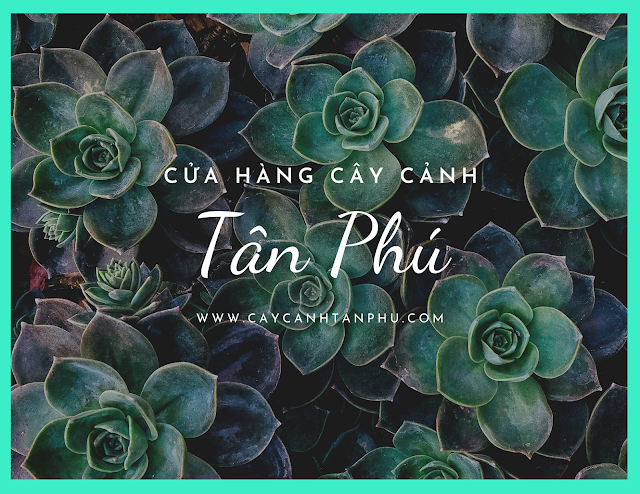 Cây cảnh Tân Phú - 249 Hoà Bình, Hiệp Tân, Tân Phú ( https://www.caycanhtanphu.com ) 