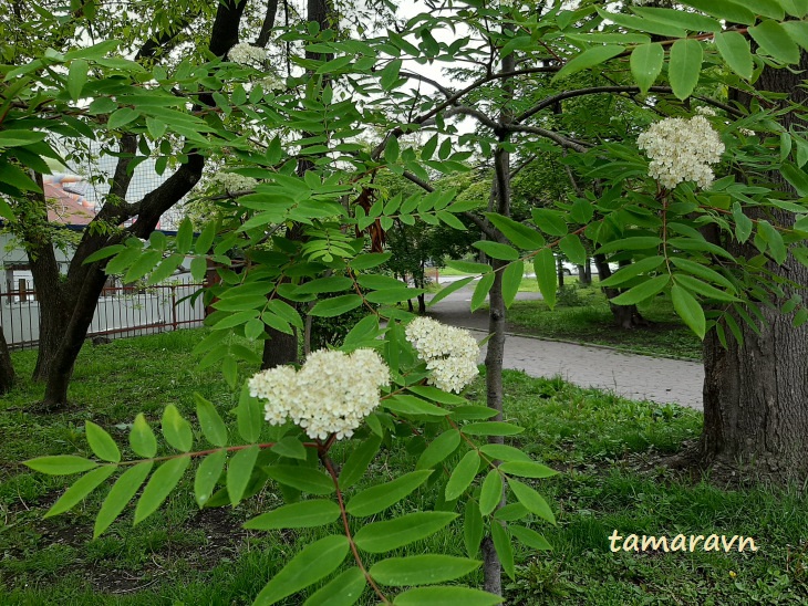 Рябина амурская / Рябина похуашаньская (Sorbus amurensis, =Sorbus pohuashanensis)