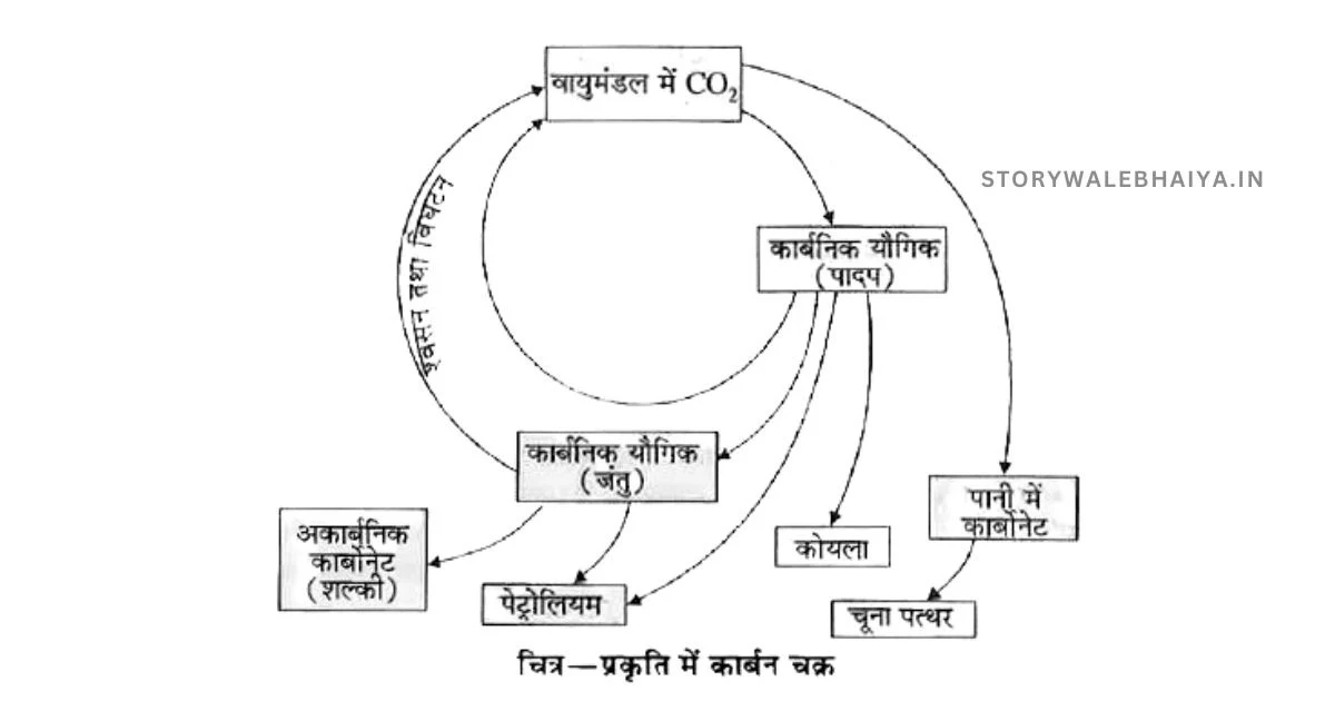 Carbon Cycle In Hindi