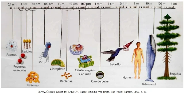 Os microscópios, por sua vez, podem ser do tipo óptico ou eletrônico, dependendo do poder de resolução, ou seja, dependendo da capacidade de distinção de imagens de objetos muito pequenos. A figura a seguir ilustra diferentes estruturas investigadas na área das Ciências Biológicas