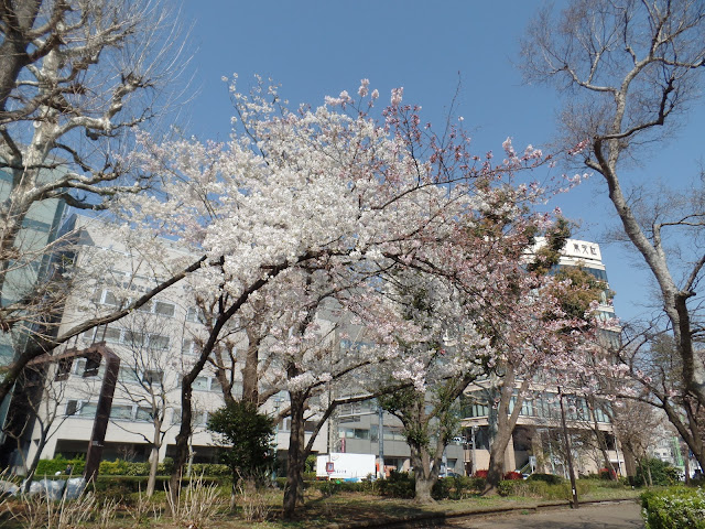 tokyo ueno park cherry blossom