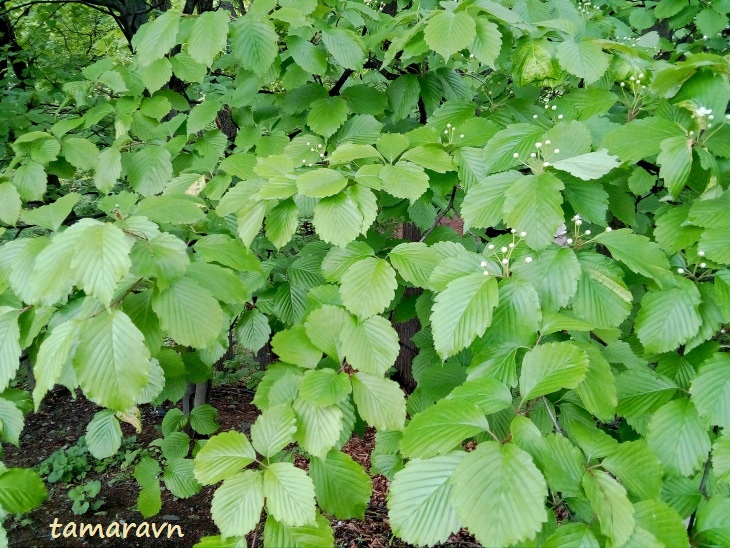 Мелкоплодник ольхолистный (Micromeles alnifolia)