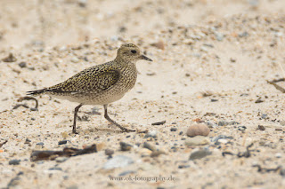 Wildlifefotografie Helgoland Düne Goldregenpfeifer