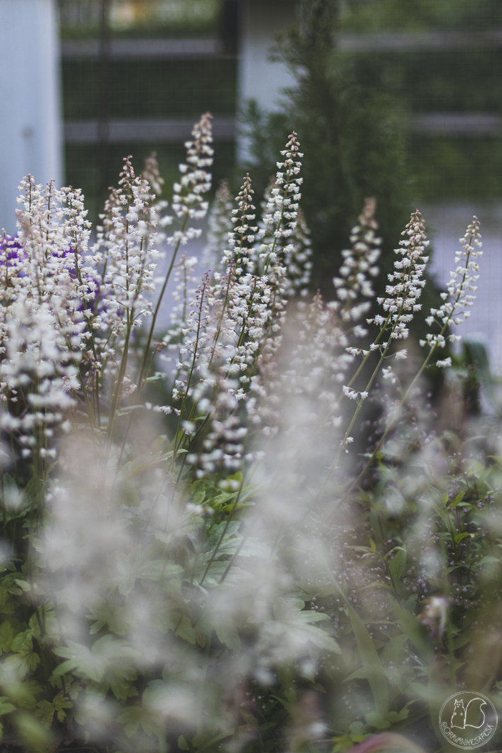 Oravankesäpesä siirtolapuutarha puutarha haltiankukka xHeucherella